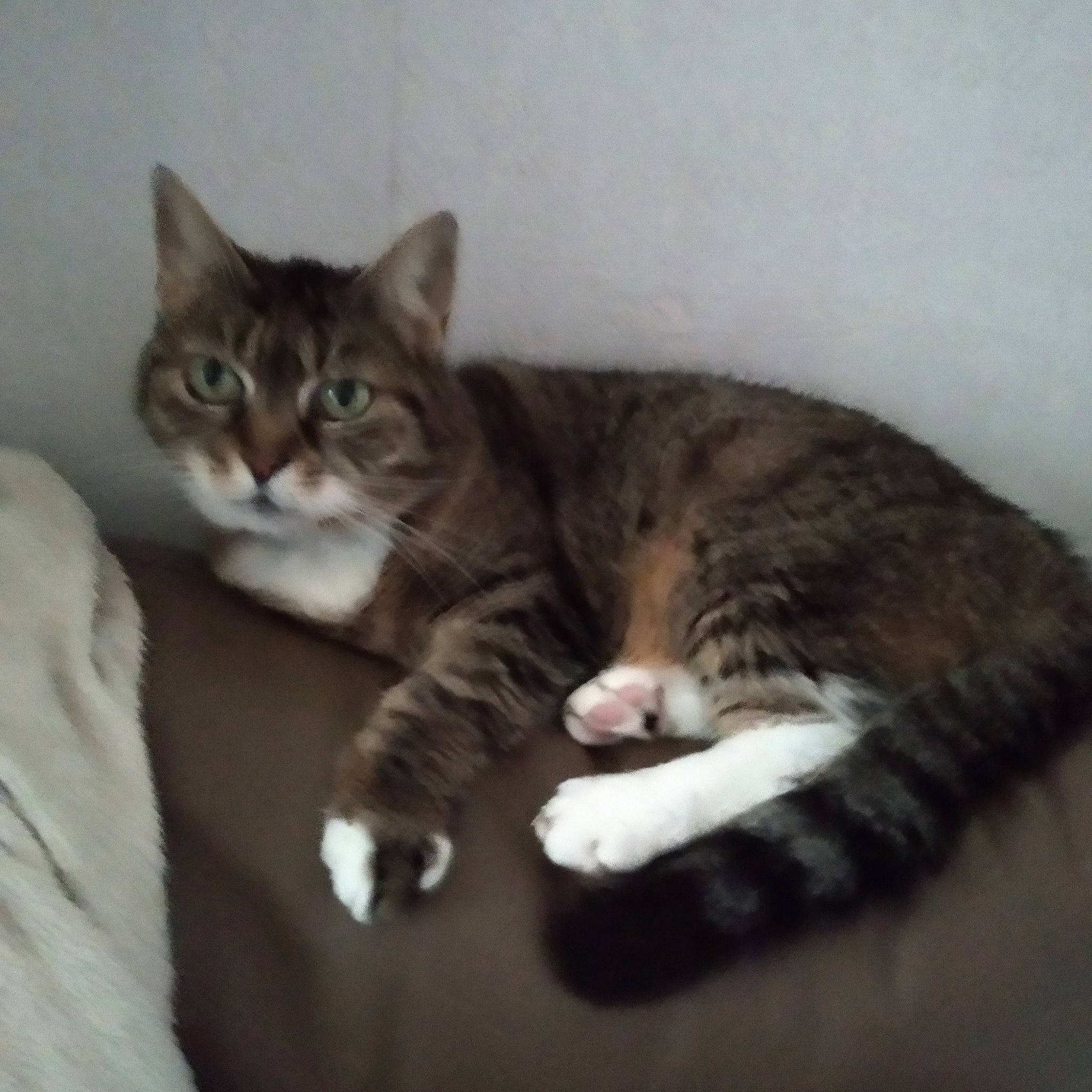 Blanche participe au concours pour gagner de l'argent avec cette photo : aegean_cat, american_shorthair, american_wirehair, asian, australian_mist, california_spangled, carnivore, cat, domestic_short_haired_cat, dragon_li, european_shorthair, felidae, kitten, mammal, paw, pixie_bob, polydactyl_cat, small_to_medium_sized_cats, tabby_cat, whiskers