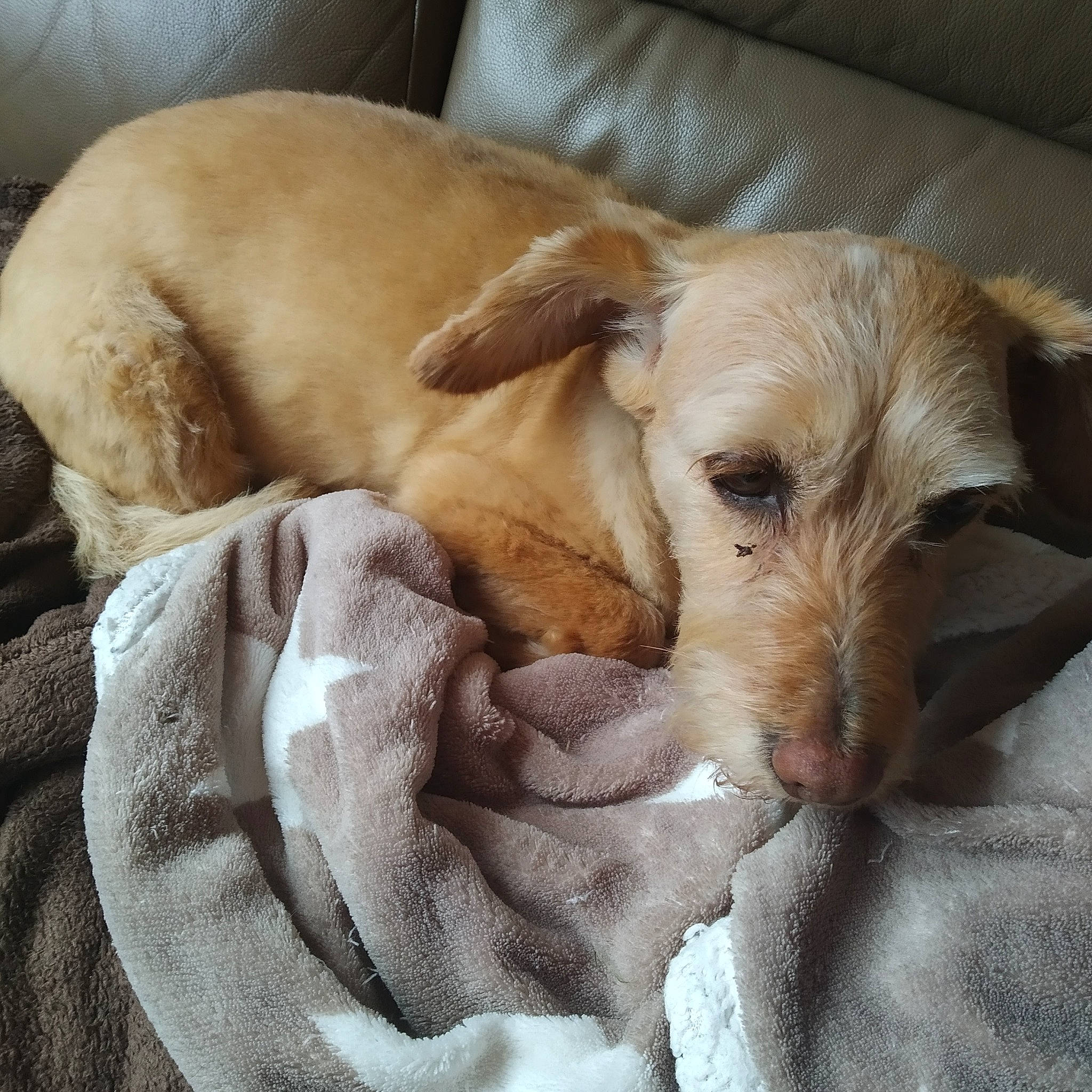 Tina participe au concours pour gagner de l'argent avec cette photo : canidae, carnivore, companion_dog, dog, dog_breed, fawn, lurcher, mammal, puppy, puppy_love, snout