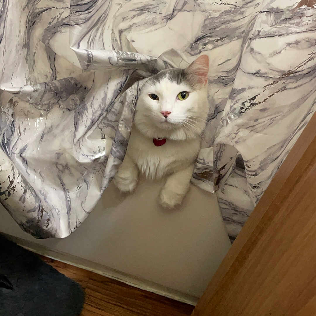 Nova joined the competition — help win amazing prizes! animal, bathroom, cat, collar, curious, curled_paws, cute, feline, fur, gray_spots, home, indoor, marble_pattern, peeking, pet, red_collar, shower_curtain, whiskers, white_cat, wood_floor