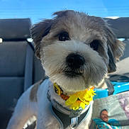 Mochi Kulit is registered to the contest to win money with this photo: dog, pet, flower_collar, car_interior, seat, curious, fluffy, white_fur, brown_fur, closeup, sunlight, collar, animal, companion, cute, portrait, indoor, travel, leash, happy