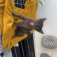 Zyna a rejoint le concours — aidez-le/la à gagner de superbes lots ! animal, blanket, cat, cozy, cute, decor, drying_rack, funny, furniture, gray_cat, home, houseplant, indoor, mustard_yellow, pet, playful, resting, silver_pineapple, tongue, tongue_out