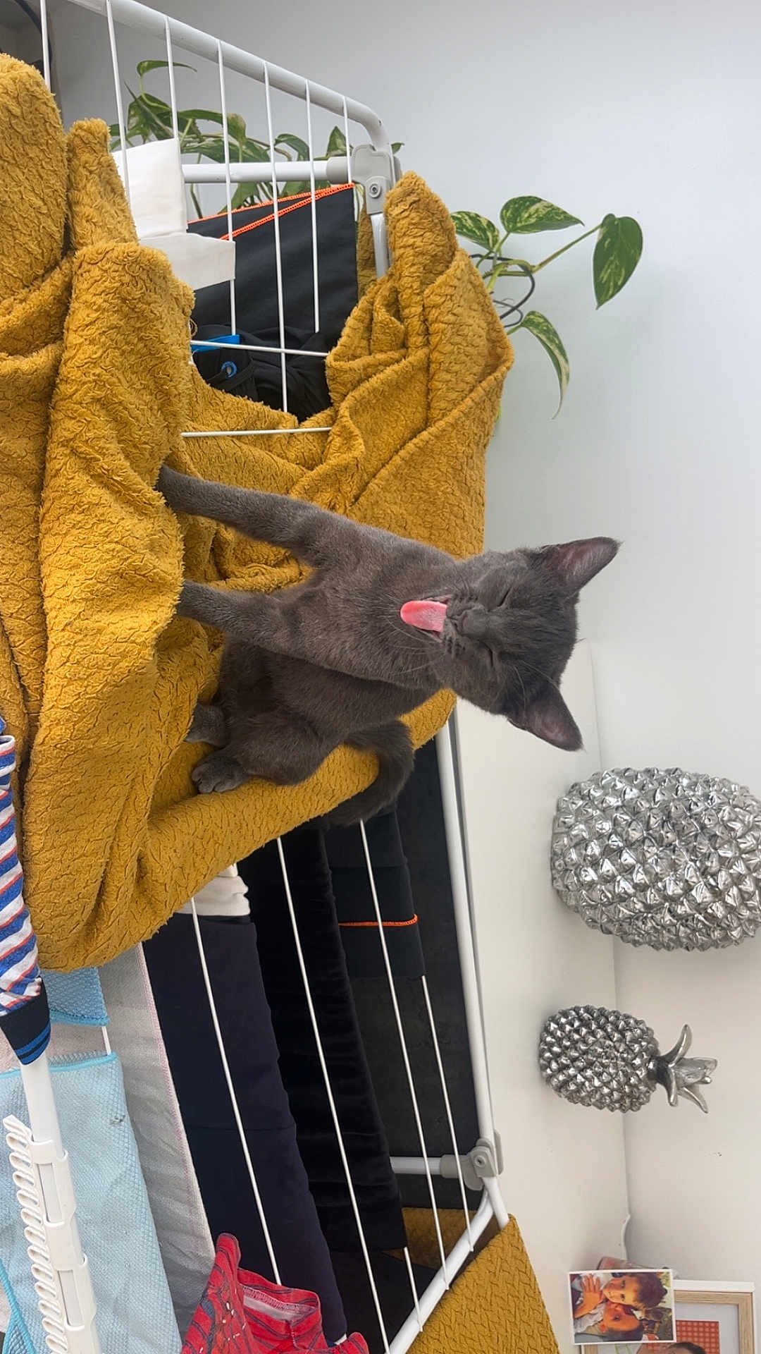 Zyna a rejoint le concours — aidez-le/la à gagner de superbes lots ! animal, blanket, cat, cozy, cute, decor, drying_rack, funny, furniture, gray_cat, home, houseplant, indoor, mustard_yellow, pet, playful, resting, silver_pineapple, tongue, tongue_out