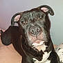 Diesel joined the competition — help win amazing prizes! american_pit_bull_terrier, american_staffordshire_terrier, bandog, canidae, carnivore, dog, dog_breed, ear, fawn, mammal, non_sporting_group, nose, pit_bull, rare_breed_dog, snout, sporting_group, staffordshire_bull_terrier, vertebrate, whiskers
