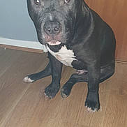 Diesel is registered to the contest to win money with this photo: american_pit_bull_terrier, american_staffordshire_terrier, bandog, bull_and_terrier, canidae, carnivore, dog, dog_breed, fawn, mammal, non_sporting_group, nose, old_english_terrier, pit_bull, rare_breed_dog, snout, sporting_group, staffordshire_bull_terrier, terrier, vertebrate