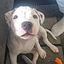 Vanilla Ice is registered to the contest to win money with this photo: animal, baby, boxer, bulldog, canine, chair, couch, cushion, dog, frenchbulldog, furniture, homedecor, hound, labradorretriever, person, pet, pitbull, pointer, puppy, whitedog