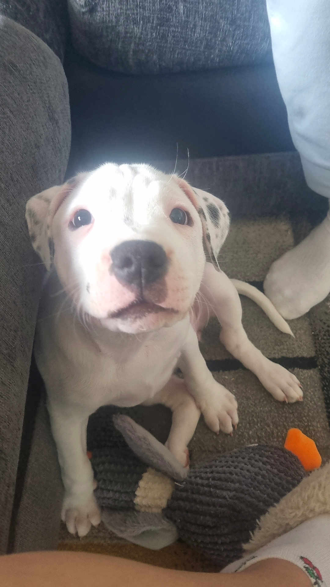 Vanilla Ice is registered to the contest to win money with this photo: animal, baby, boxer, bulldog, canine, chair, couch, cushion, dog, frenchbulldog, furniture, homedecor, hound, labradorretriever, person, pet, pitbull, pointer, puppy, whitedog