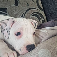 Vanilla Ice is registered to the contest to win money with this photo: animal, blanket, boxer, bulldog, canine, couch, cushion, dalmatian, dog, furniture, homedecor, hound, indoors, interiordesign, linen, person, pet, pitbull, puppy, sleeping