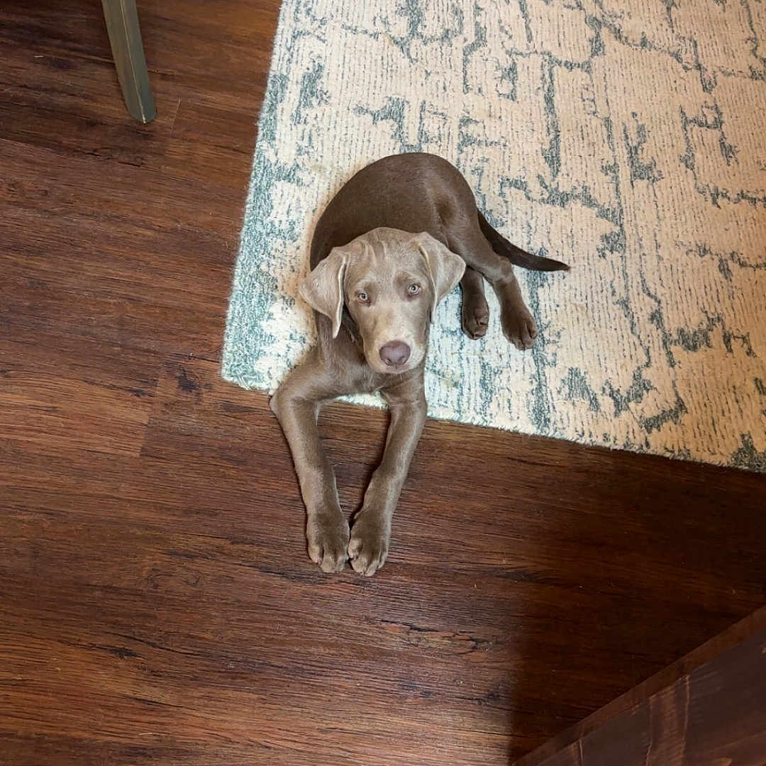 Charlie is registered to the contest to win money with this photo: animal, architecture, building, canine, chair, clothing, dog, footwear, furniture, hardwood, hound, indoors, interiordesign, labradorretriever, livingroom, pet, plywood, puppy, shoe, wood