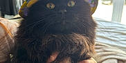 Ivy joined the competition — help win amazing prizes! cat, black_cat, pet, hat, bucket_hat, lemon_pattern, fluffy_fur, whiskers, yellow_eyes, fang, human_hand, being_held, bed, blanket, window, blinds, indoor, portrait, cute, cozy