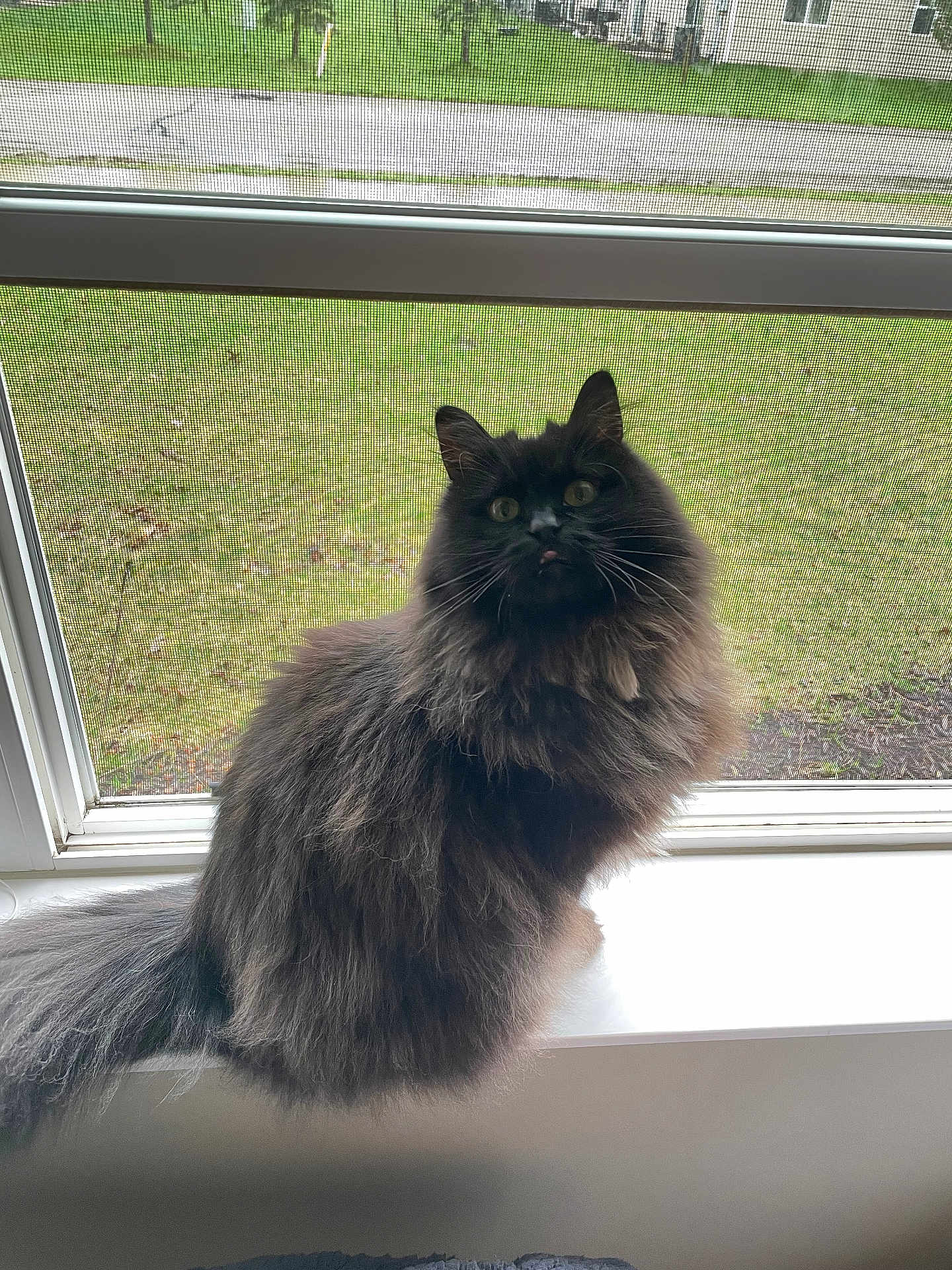 Ivy joined the competition — help win amazing prizes! cat, long_hair, floof, windowsill, window, screen, grass, backyard, pet, feline, whiskers, green_lawn, portrait, indoors, sitting, looking_up, tongue_out, ears, tail, fluffy_fur