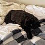Ivy joined the competition — help win amazing prizes! cat, black_cat, pet, bed, blanket, knit_blanket, plaid_blanket, cozy, indoor, resting, sleepy, fur, paw, yellow_eyes, bedroom, wall, sheets, soft_texture, animal, lounging