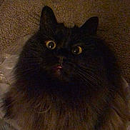 Ivy is registered to the contest to win money with this photo: cat, black_cat, fluffy, long_hair, yellow_eyes, wide_eyes, whiskers, pointed_ears, carpet, plastic_wrap, indoor, close_up, portrait, pet, sitting, night_photography, dim_lighting, cute, fur, snapchat_ui