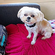 Diamond joined the competition — help win amazing prizes! collar, comfort, couch, cute, daylight, dog, fur, indoor, living_room, looking_at_camera, pet, pillow, portrait, red_blanket, sitting, small_dog, sofa, timestamp, white_dog, window