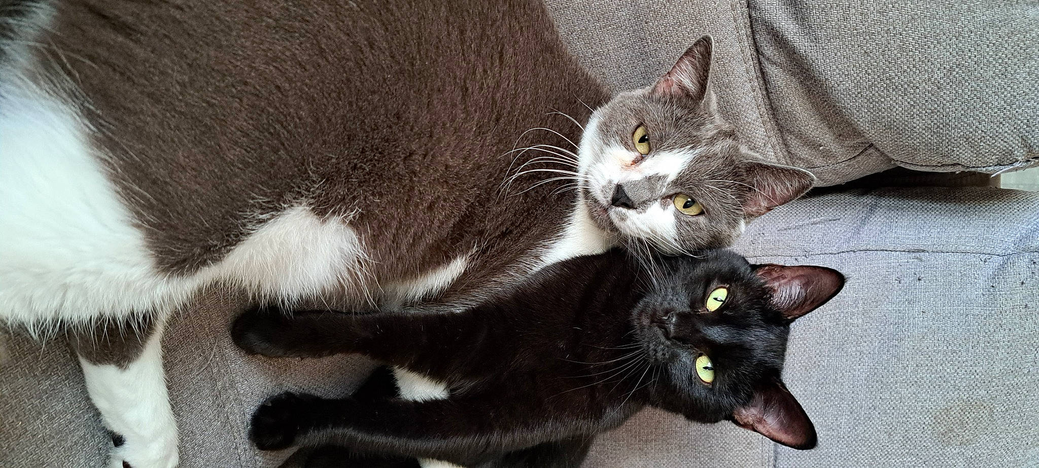 Mistygris a rejoint le concours — aidez-le/la à gagner de superbes lots ! black_cat, carnivore, cat, claw, domestic_short_haired_cat, felidae, fur, grey, havana_brown, leg, paw, plant, small_to_medium_sized_cats, snout, tail, whiskers