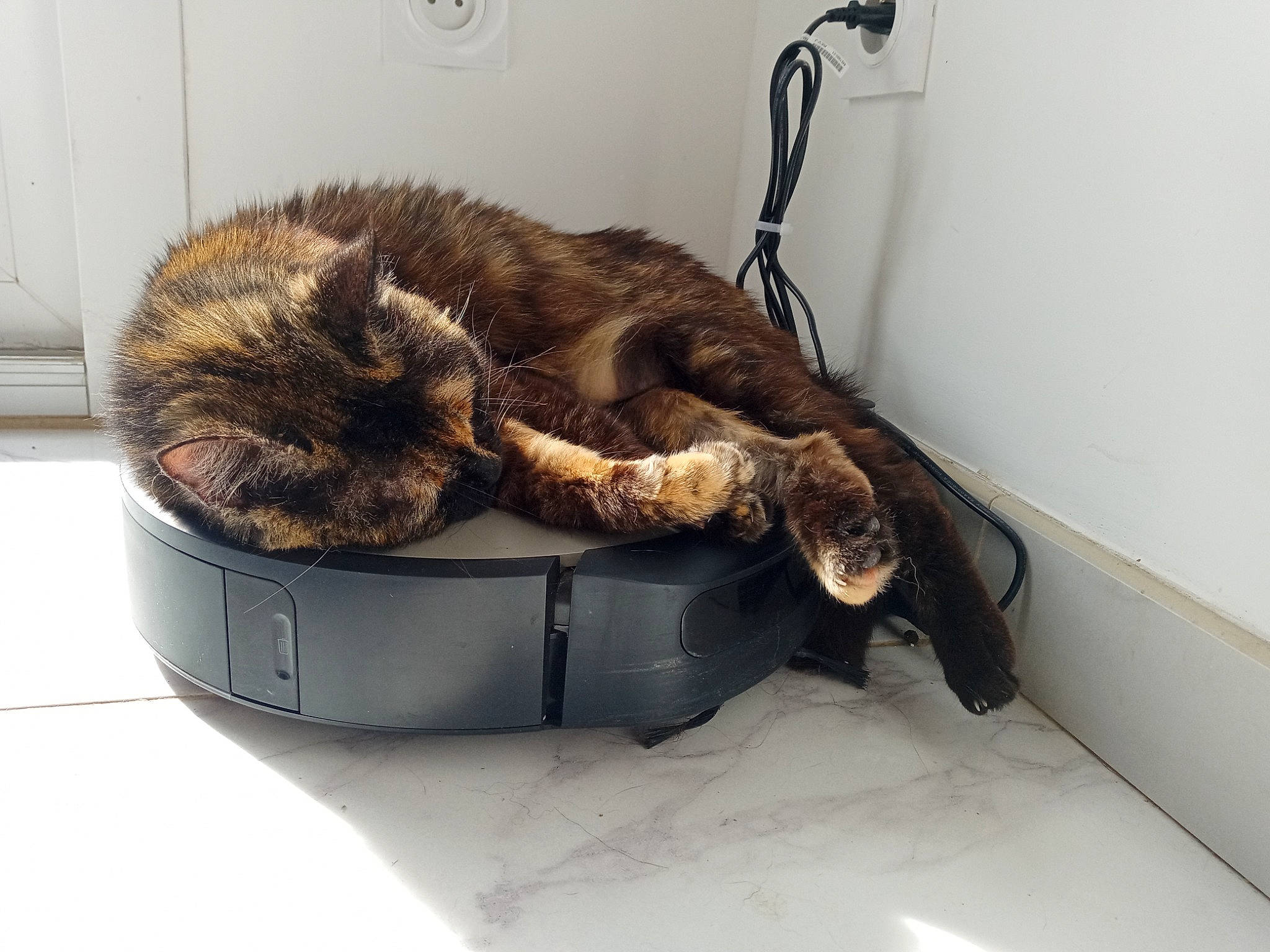 Mistygris a rejoint le concours — aidez-le/la à gagner de superbes lots ! bag, carnivore, cat, cat_bed, cat_supply, chair, claw, comfort, domestic_short_haired_cat, felidae, fur, luggage_and_bags, metal, pet_supply, small_to_medium_sized_cats, snout, tail, terrestrial_animal, whiskers, wood