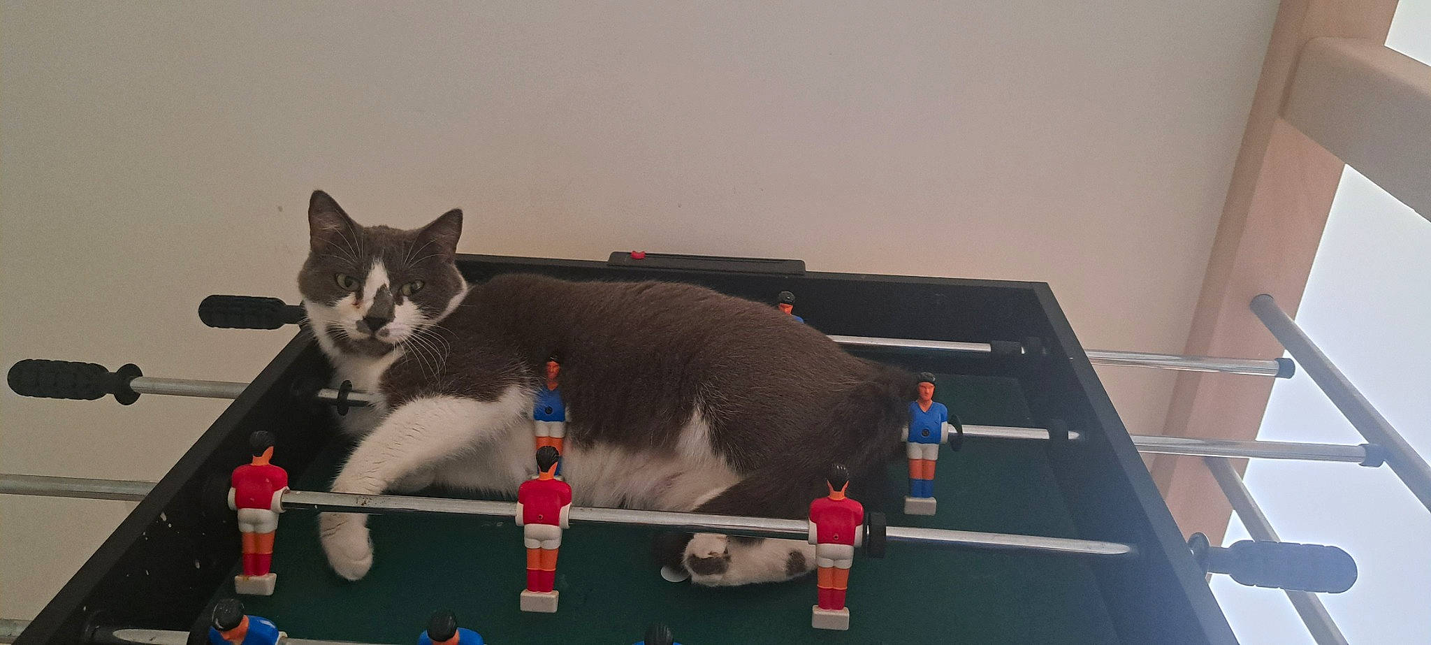 Mistygris a rejoint le concours — aidez-le/la à gagner de superbes lots ! carnivore, cat, cat_supply, comfort, domestic_short_haired_cat, felidae, flooring, fur, paw, pet_supply, room, small_to_medium_sized_cats, tail, whiskers