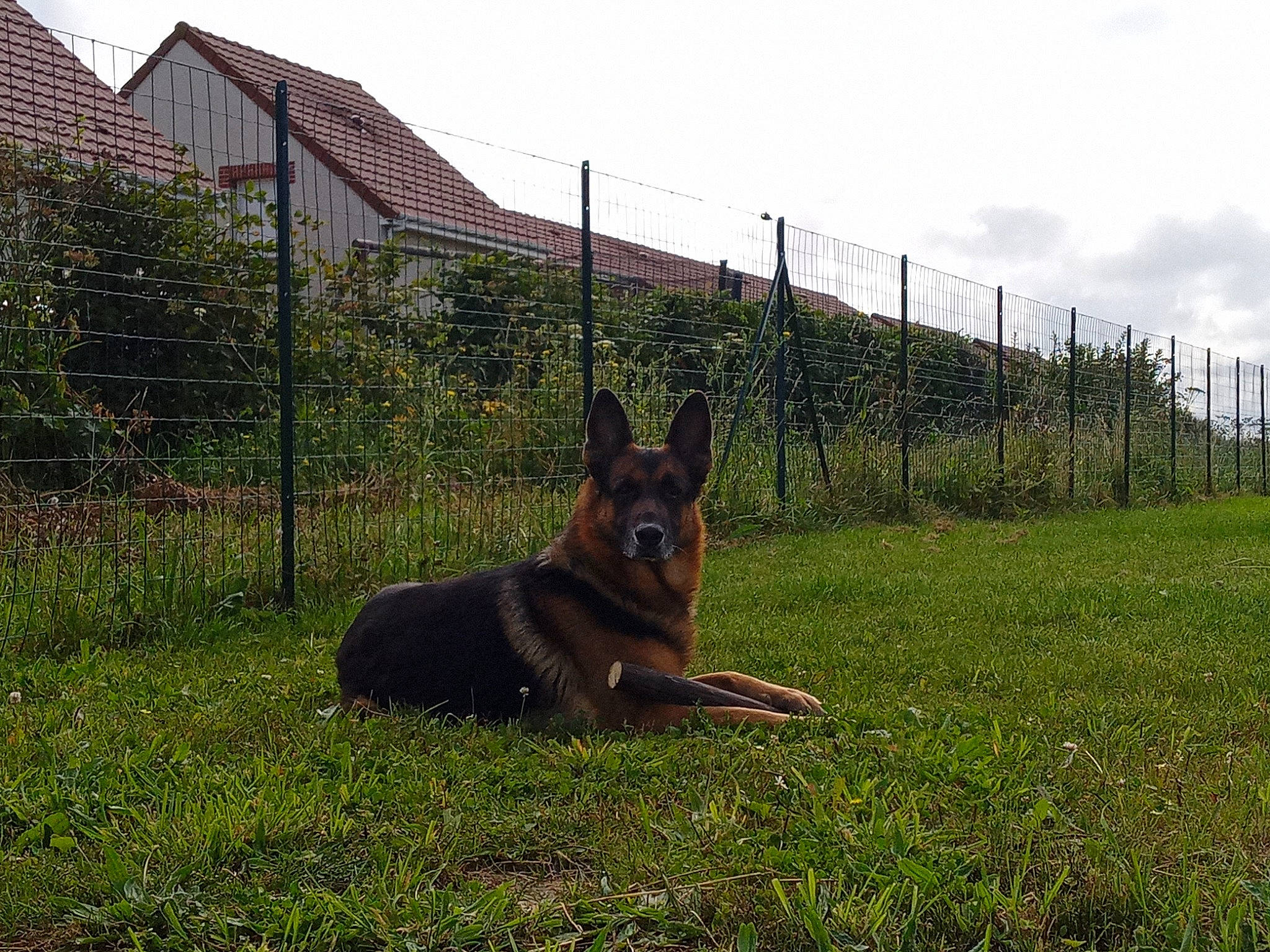 Zeus a rejoint le concours — aidez-le/la à gagner de superbes lots ! building, carnivore, cloud, dog, dog_breed, fawn, fence, german_shepherd_dog, grass, grassland, herding_dog, home_fencing, landscape, old_german_shepherd_dog, plant, sky, snout, tree, window, wire_fencing