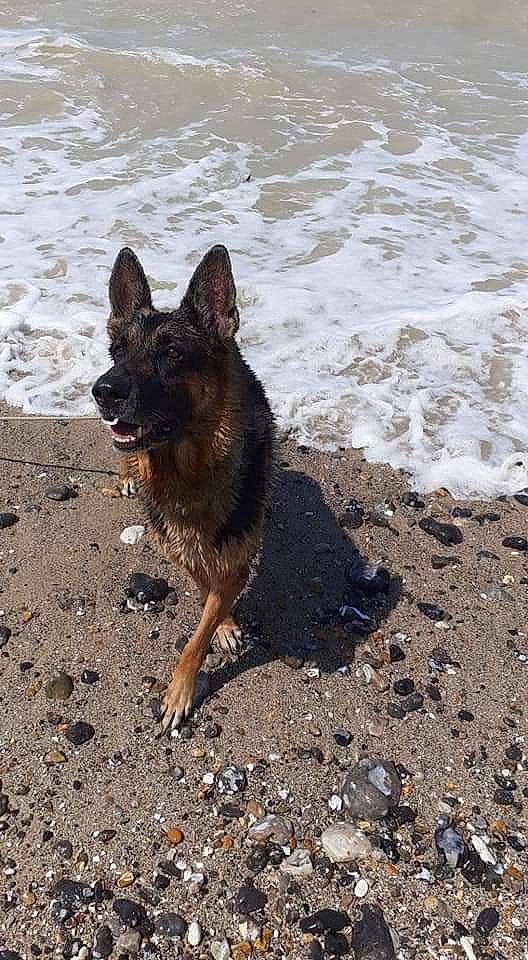 Zeus a rejoint le concours — aidez-le/la à gagner de superbes lots ! beach, canidae, carnivore, dog, dog_breed, east_european_shepherd, fawn, german_shepherd_dog, herding_dog, king_shepherd, old_german_shepherd_dog, snout, soil, sporting_group, tail, terrestrial_animal, water, wildlife, working_animal, working_dog