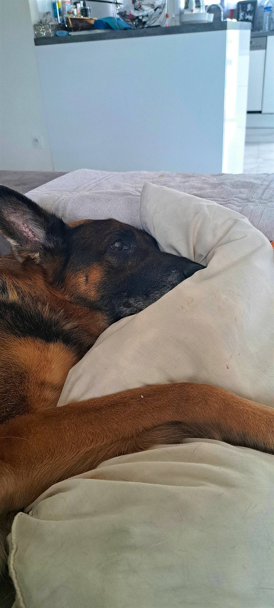 Zeus participe au concours pour gagner de l'argent avec cette photo : canidae, carnivore, comfort, companion_dog, couch, dog, dog_breed, fawn, fur, german_shepherd_dog, guard_dog, linens, nap, paw, snout, sporting_group, terrestrial_animal, toy_dog, working_animal, working_dog