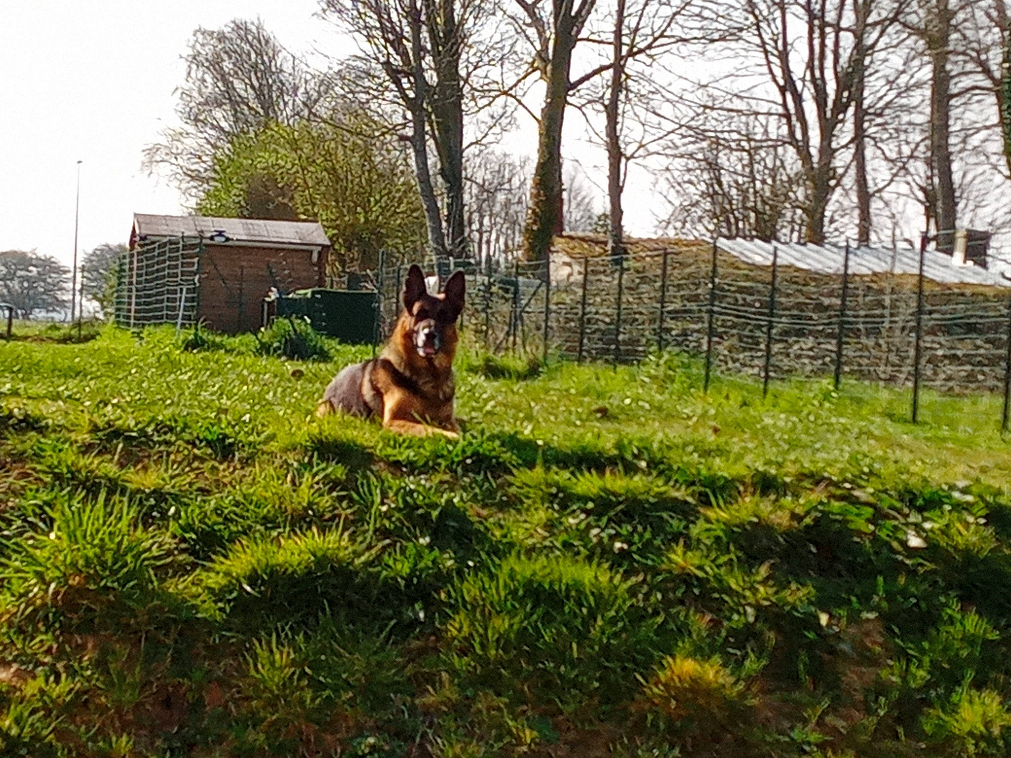 Zeus participe au concours pour gagner de l'argent avec cette photo : building, carnivore, dog, dog_breed, fawn, field, grass, grass_family, grassland, groundcover, house, landscape, meadow, natural_landscape, people_in_nature, plant, shrub, sky, sunlight, tree