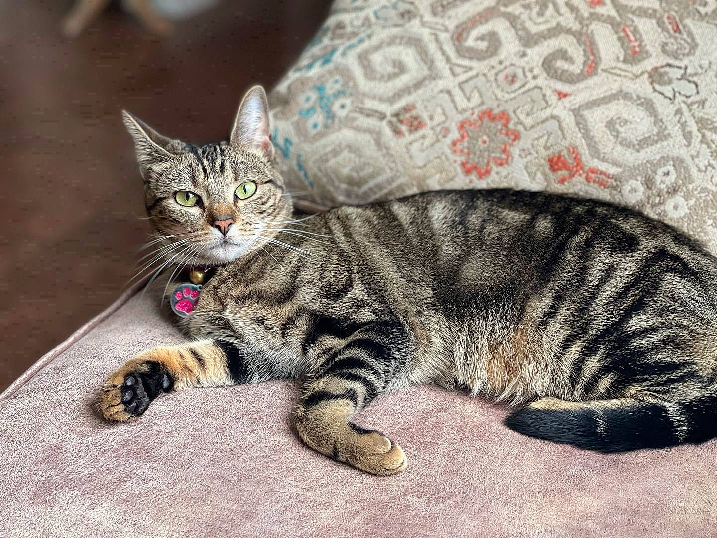 Merlot joined the competition — help win amazing prizes! carnivore, cat, claw, comfort, domestic_short_haired_cat, felidae, fur, paw, sitting, small_to_medium_sized_cats, snout, tail, terrestrial_animal, whiskers