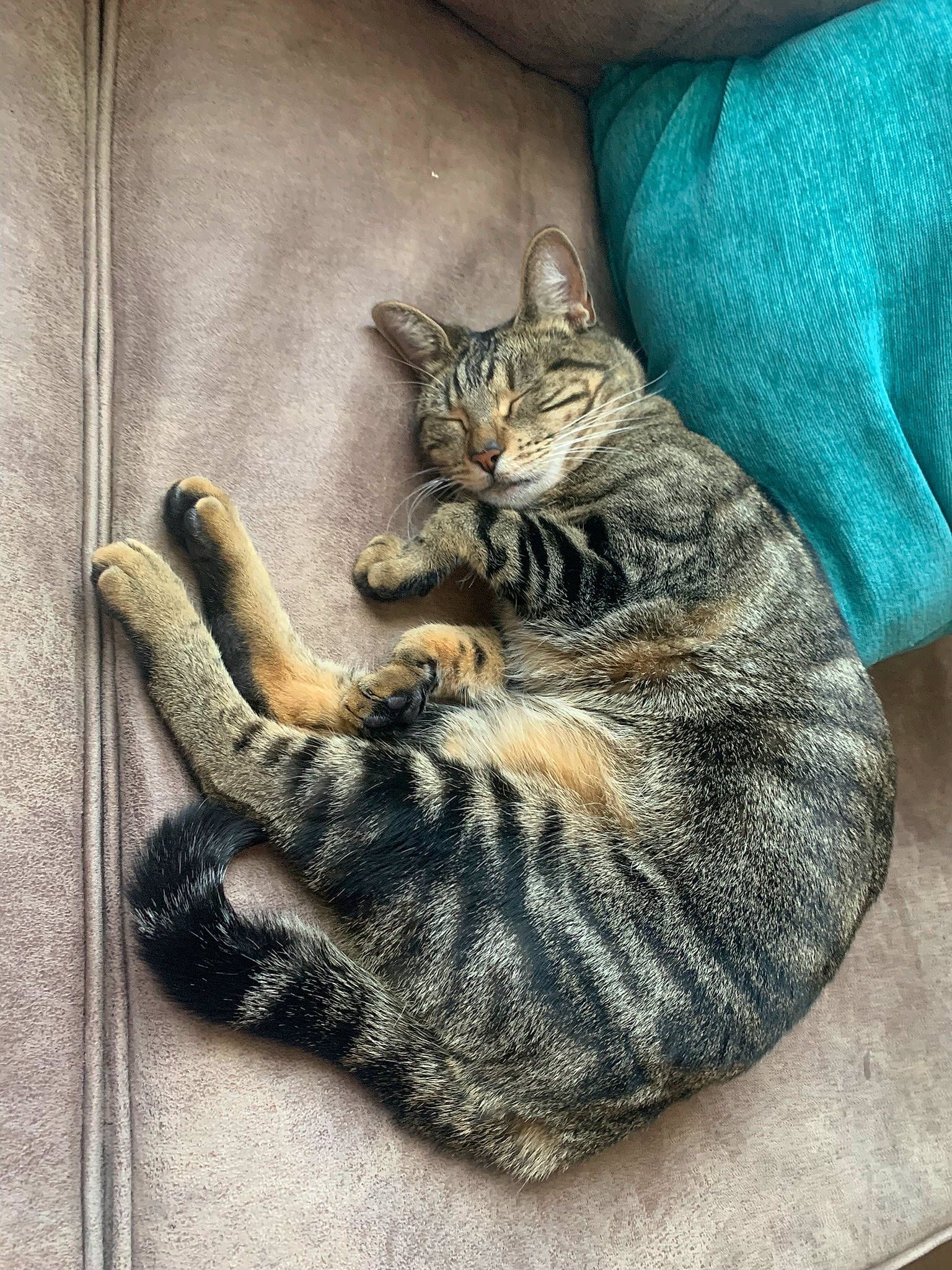 Merlot is registered to the contest to win money with this photo: carnivore, cat, claw, comfort, domestic_short_haired_cat, felidae, fur, grey, linens, nap, paw, plant, sitting, small_to_medium_sized_cats, tail, terrestrial_animal, tree, whiskers