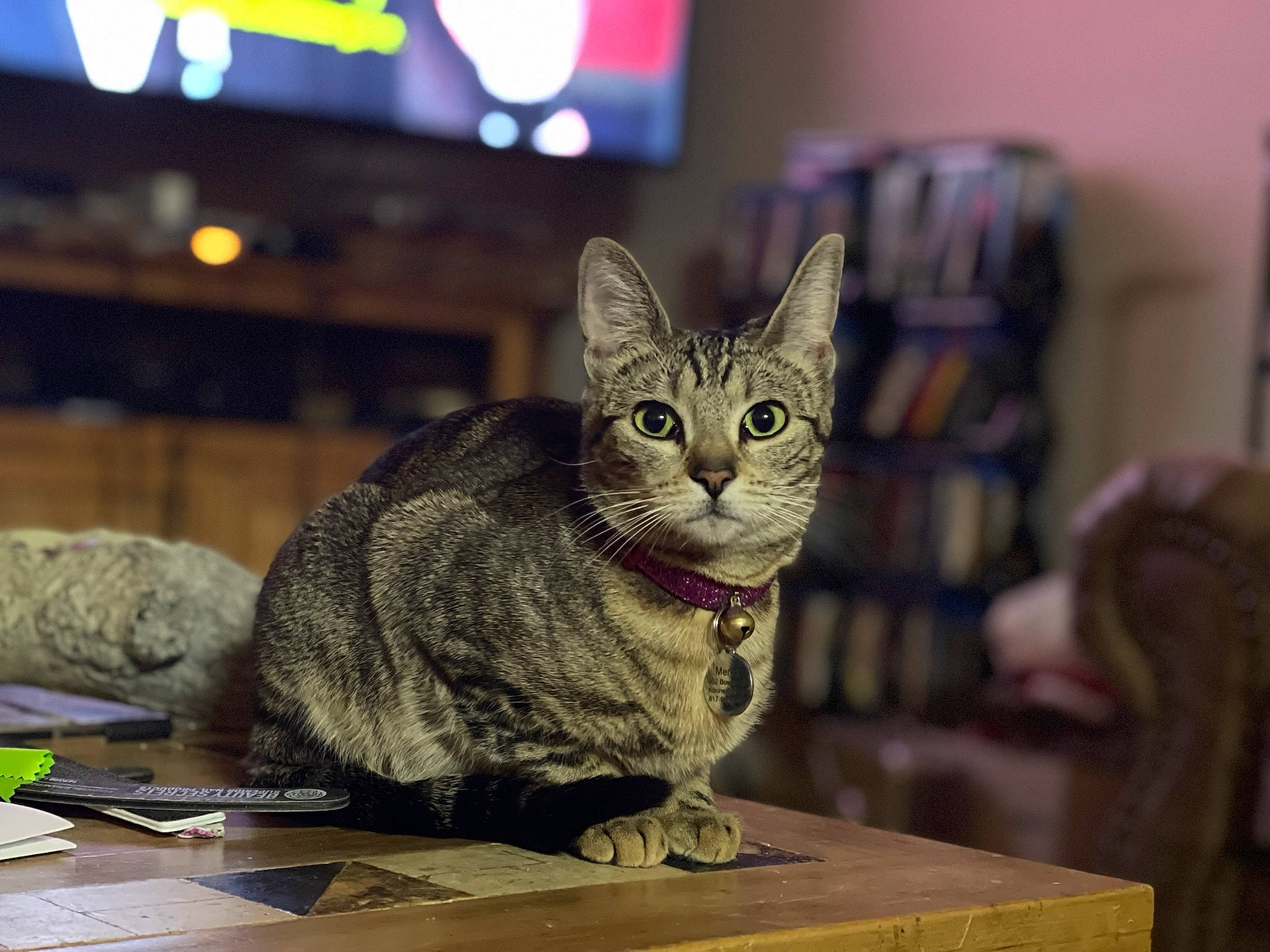 Merlot is registered to the contest to win money with this photo: carnivore, cat, cat_supply, domestic_short_haired_cat, felidae, fur, paw, sitting, small_to_medium_sized_cats, snout, table, tail, terrestrial_animal, whiskers