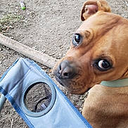 Brutus is registered to the contest to win money with this photo: animal, blue_chair, brown_dog, close_up, collar, curious, daylight, dirt_ground, dog, ear, fur, looking_back, nature, nose, outdoor, pet, playful, puppy, seat, toy