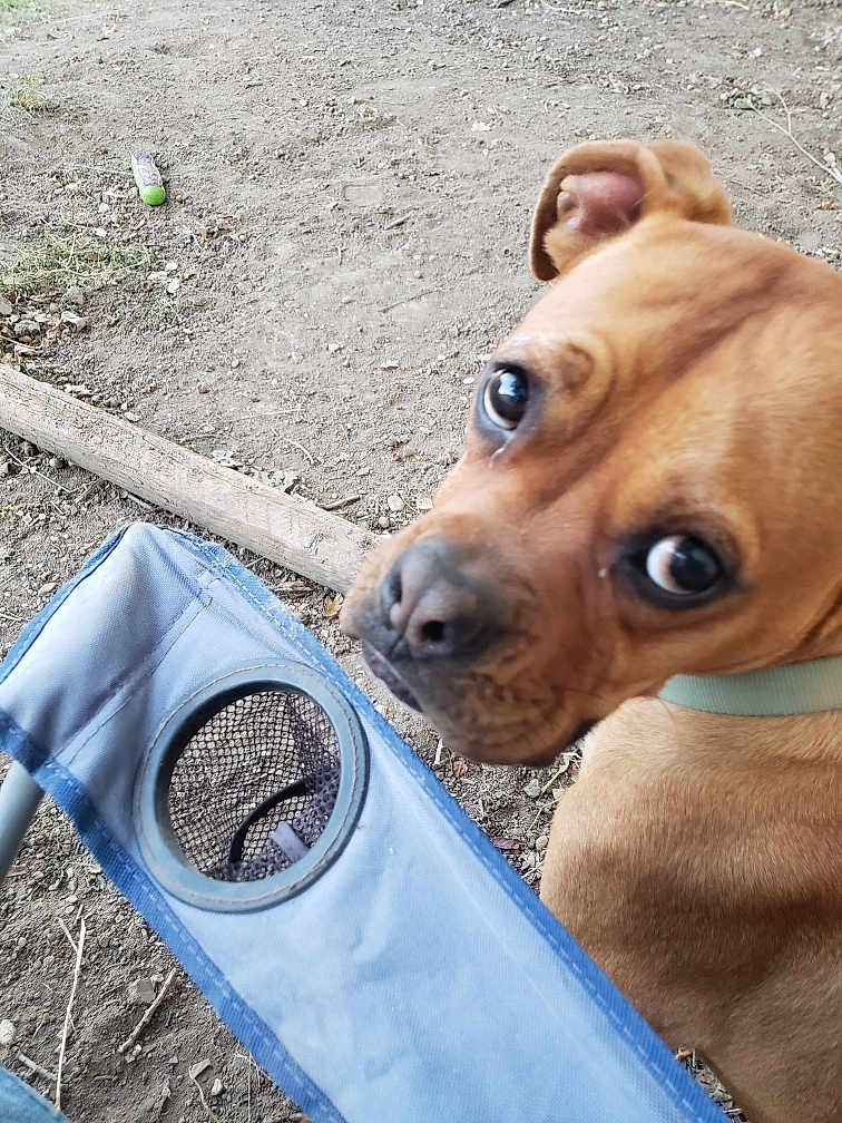 Brutus