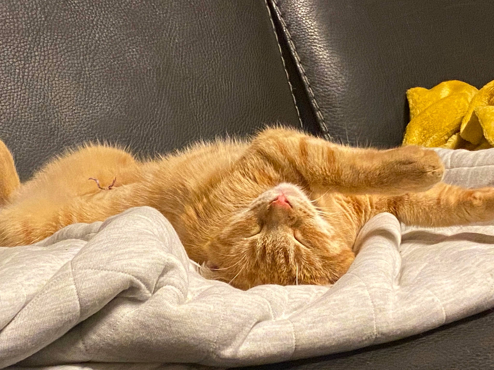 Pixelle a rejoint le concours — aidez-le/la à gagner de superbes lots ! carnivore, cat, cat_supply, claw, comfort, domestic_short_haired_cat, fawn, felidae, fur, human_leg, linens, nap, paw, small_to_medium_sized_cats, snout, tail, terrestrial_animal, whiskers, wildlife, wood