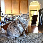 Kitty is registered to the contest to win money with this photo: cat, fluffy, kitchen, countertop, wooden_cabinets, granite, indoor, pet, animal, feline, curious, domestic, home, appliance, refrigerator, window, light, archway, tiled_floor, still_life