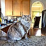 cat, fluffy, kitchen, countertop, wooden_cabinets, granite, indoor, pet, animal, feline, curious, domestic, home, appliance, refrigerator, window, light, archway, tiled_floor, still_life
