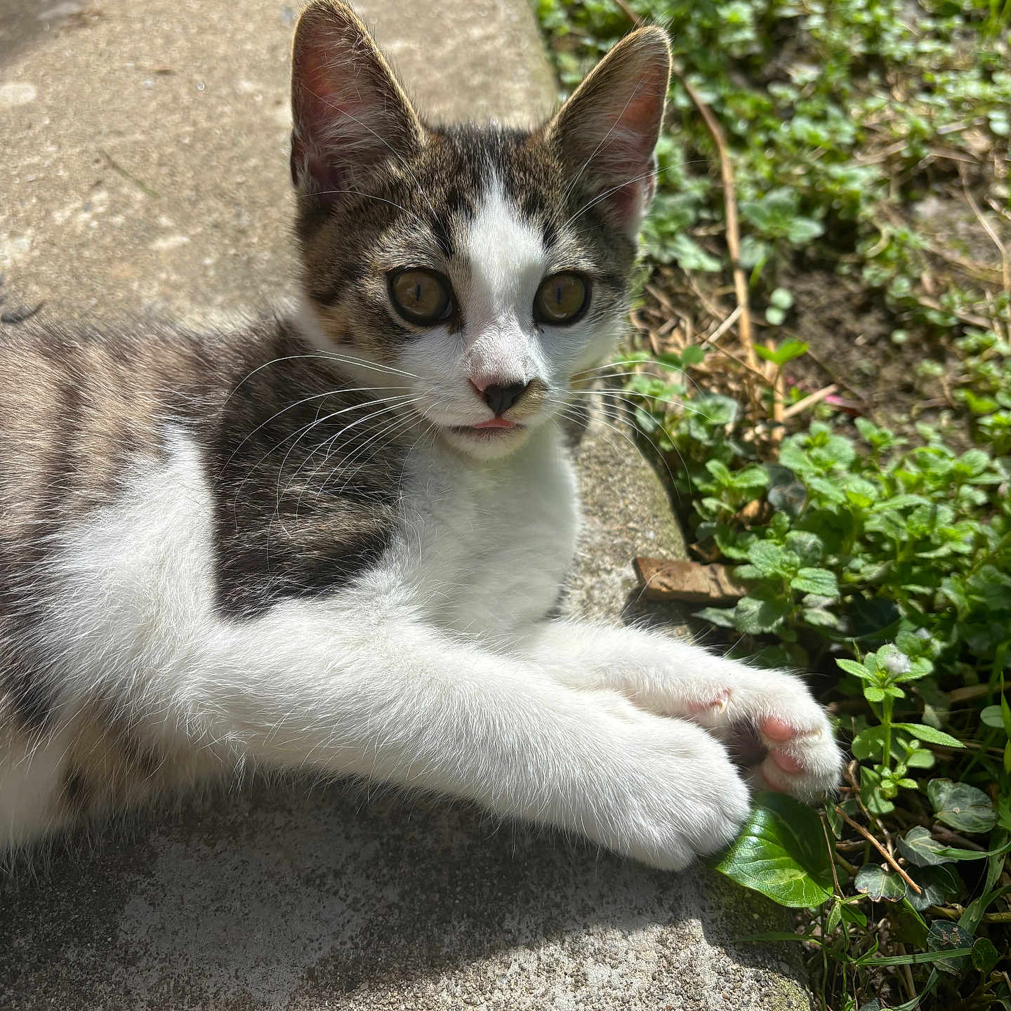 Eïko participe au concours pour gagner de l'argent avec cette photo : abyssinian, angora, animal, cat, flower, grass, herbal, herbs, ivy, jar, kitten, leaf, manx, pet, plant, planter, pottedplant, pottery, slate, soil