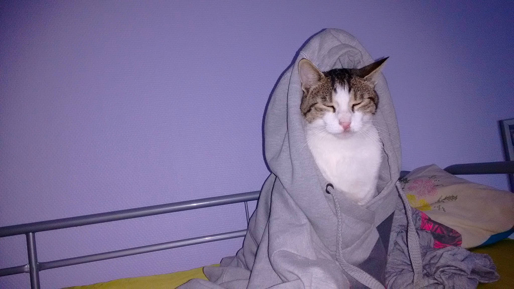 Katana a rejoint le concours — aidez-le/la à gagner de superbes lots ! carnivore, cat, comfort, domestic_short_haired_cat, electric_blue, felidae, formal_wear, fur, gesture, magenta, paw, sitting, small_to_medium_sized_cats, tail, whiskers