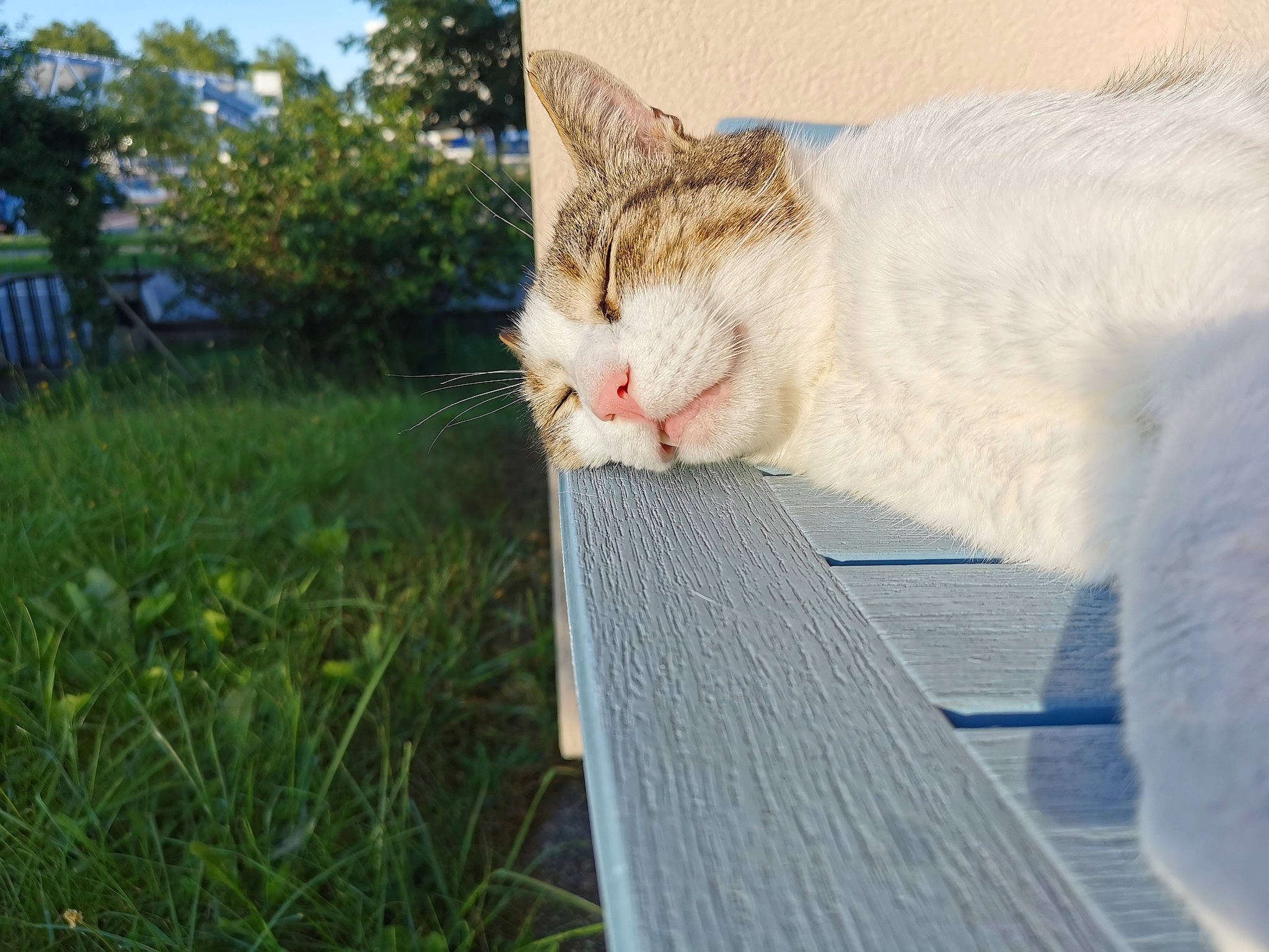 Katana participe au concours pour gagner de l'argent avec cette photo : carnivore, cat, domestic_short_haired_cat, felidae, fur, grass, paw, plant, sitting, sky, small_to_medium_sized_cats, snout, tail, tree, whiskers, wood