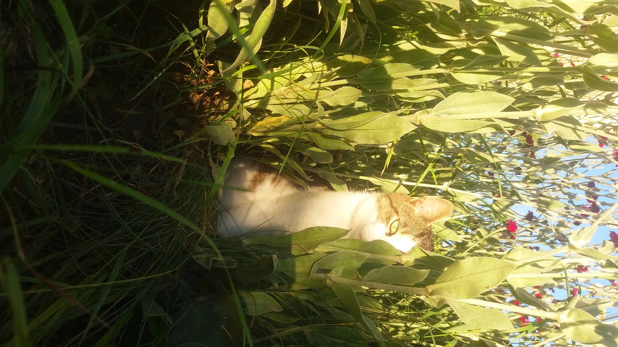 Katana participe au concours pour gagner de l'argent avec cette photo : aquatic_plant, cat, darkness, grass, groundcover, herb, herbaceous_plant, jungle, landscape, leaf, night, organism, plant, shadow, soil, terrestrial_plant, tints_and_shades, trunk, twig, wood