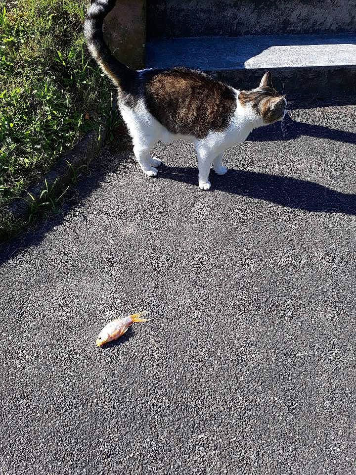Katana participe au concours pour gagner de l'argent avec cette photo : asphalt, carnivore, cat, domestic_short_haired_cat, felidae, fur, grass, leaf, plant, road, road_surface, shadow, sidewalk, small_to_medium_sized_cats, soil, sunlight, tail, tar, tree, whiskers