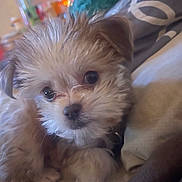 Luffy joined the competition — help win amazing prizes! puppy, dog, cute, fluffy, pet, bed, blanket, indoor, cozy, small_dog, fur, animal, resting, young, canine, domestic_animal, closeup, sleepy, soft, companion