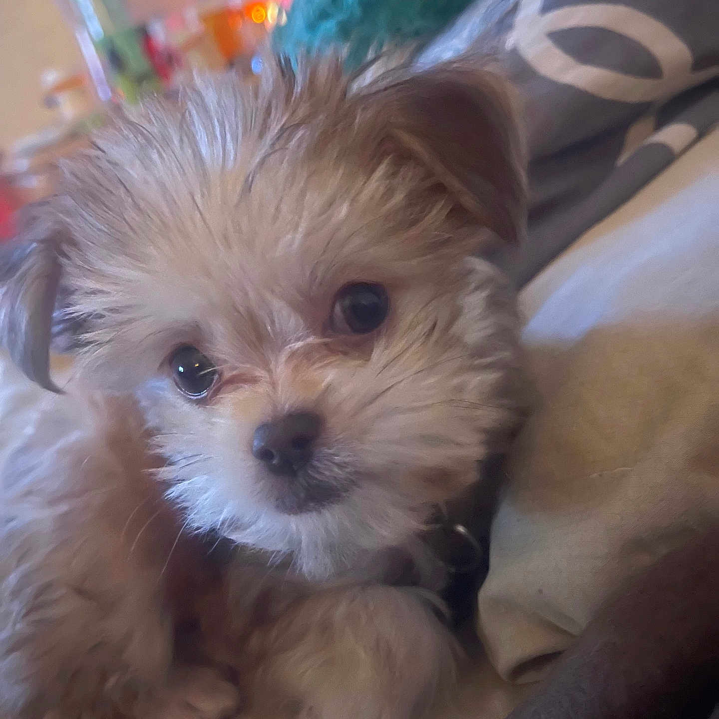 Luffy joined the competition — help win amazing prizes! puppy, dog, cute, fluffy, pet, bed, blanket, indoor, cozy, small_dog, fur, animal, resting, young, canine, domestic_animal, closeup, sleepy, soft, companion