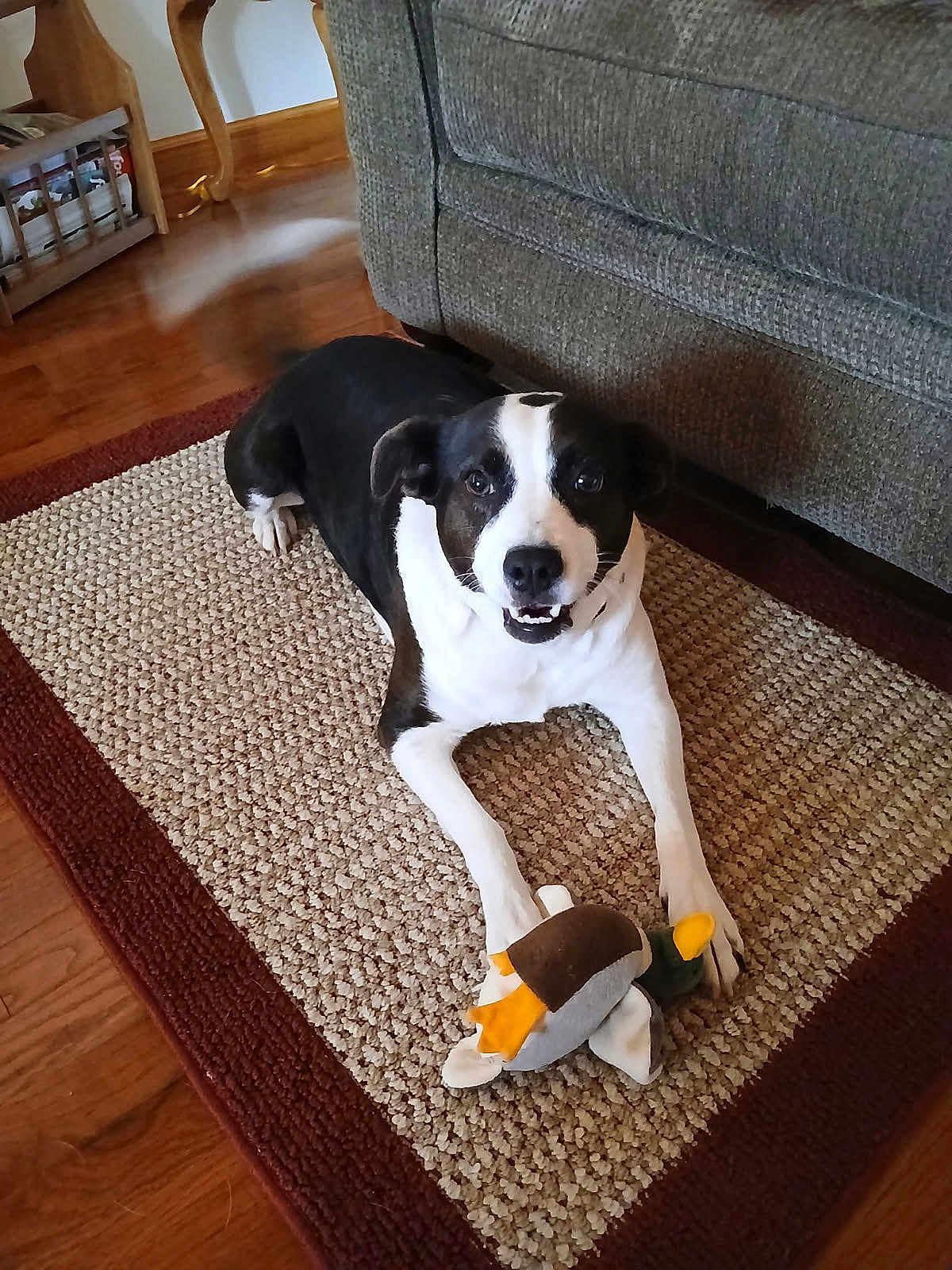Mia is registered to the contest to win money with this photo: dog, black_and_white, toy, plush, duck, rug, carpet, couch, wood_floor, indoor, pet, animal, smiling, playful, paw, home, furniture, cute, looking_at_camera, resting