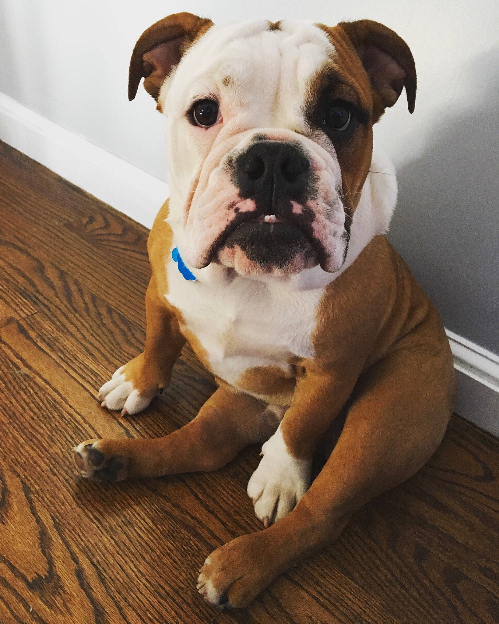 Howard is registered to the contest to win money with this photo: american_bulldog, australian_bulldog, british_bulldogs, bulldog, canidae, carnivore, companion_dog, dog, dog_breed, dorset_olde_tyme_bulldogge, mammal, old_english_bulldog, olde_english_bulldogge, renascence_bulldogge, skin, snout, toy_bulldog, valley_bulldog, vertebrate, white_english_bulldog