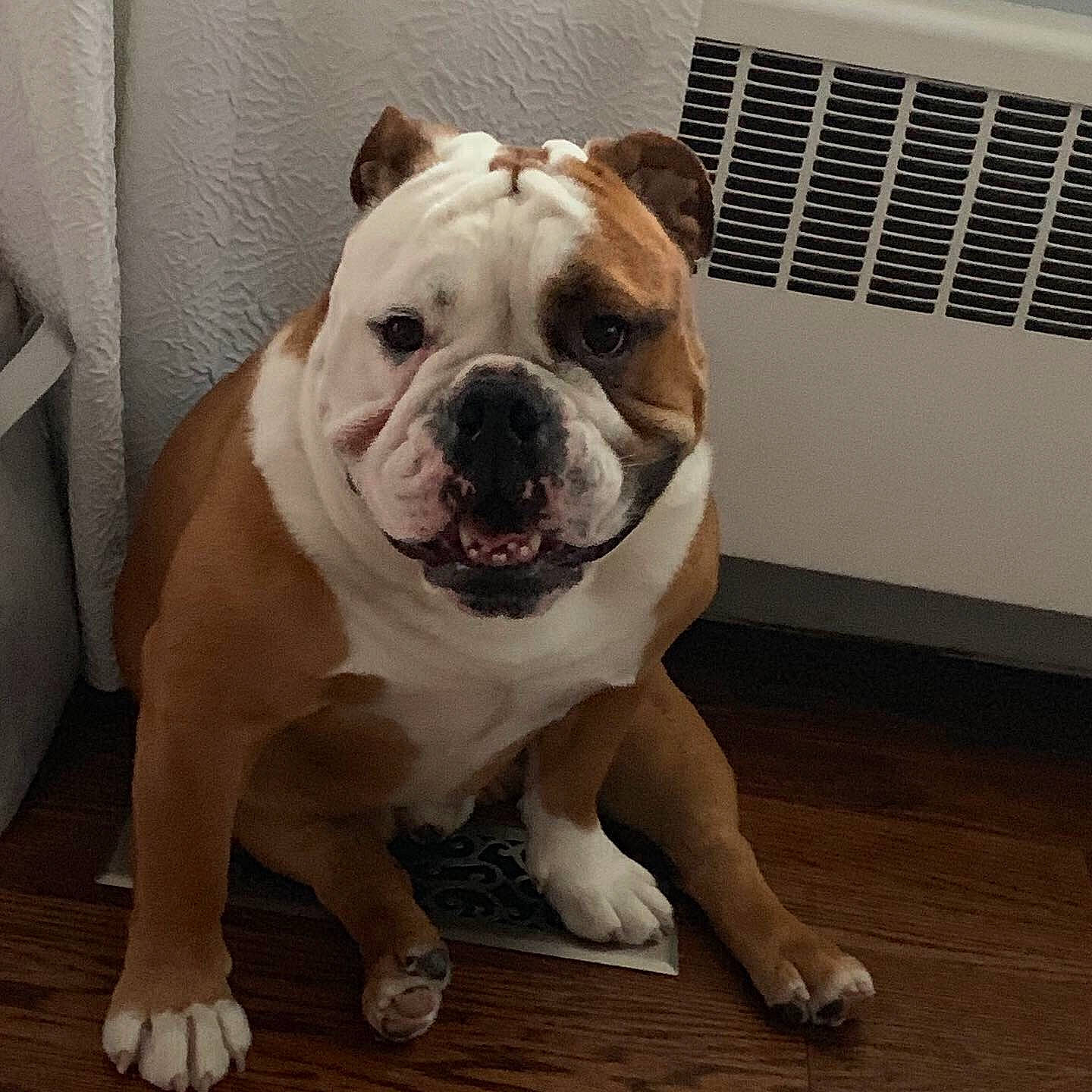 Howard joined the competition — help win amazing prizes! american_bulldog, australian_bulldog, british_bulldogs, bulldog, canidae, carnivore, companion_dog, dog, dog_breed, mammal, non_sporting_group, nose, old_english_bulldog, olde_english_bulldogge, renascence_bulldogge, skin, snout, toy_bulldog, vertebrate, white_english_bulldog