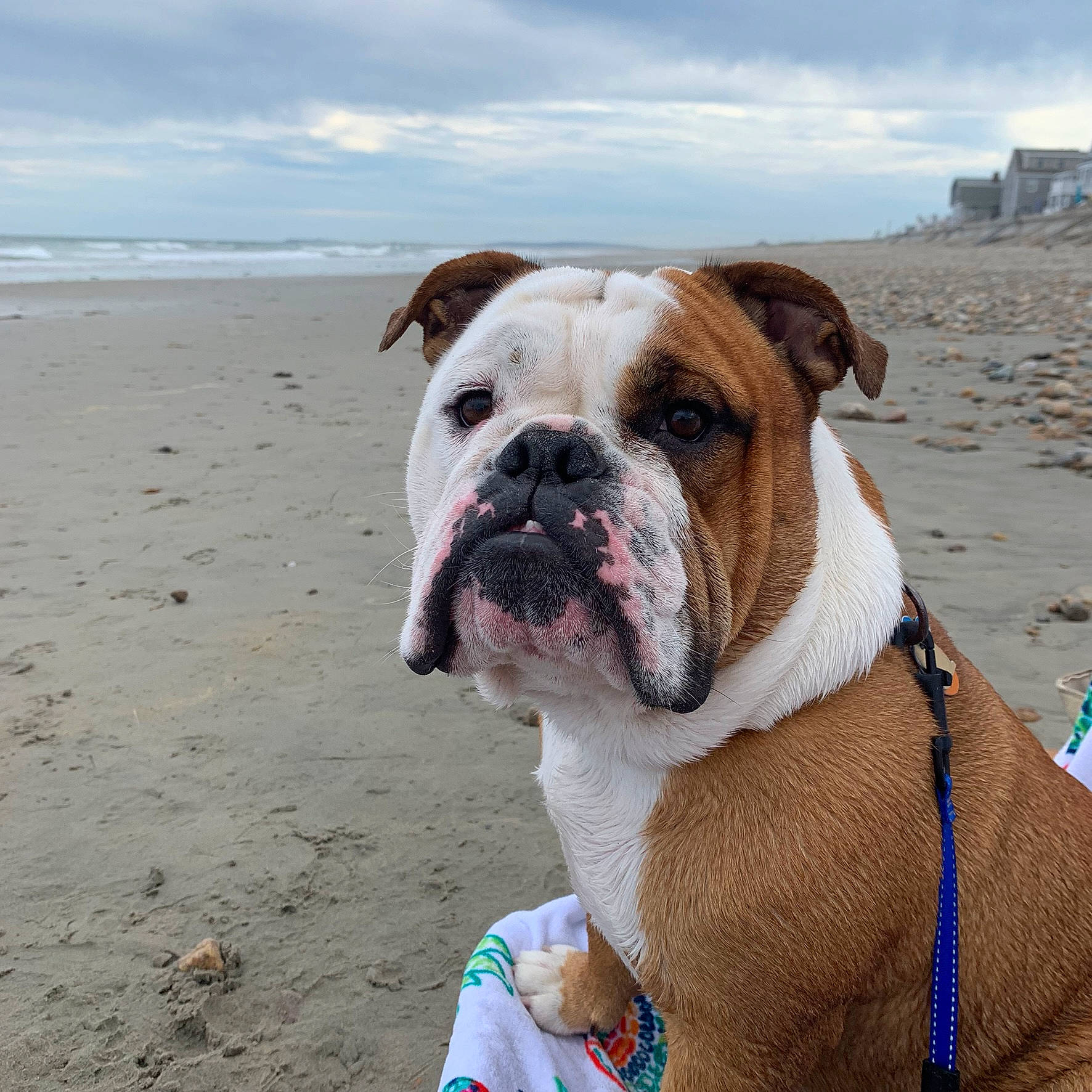Howard joined the competition — help win amazing prizes! american_bulldog, australian_bulldog, beach, british_bulldogs, bulldog, canidae, carnivore, companion_dog, dog, dog_breed, dorset_olde_tyme_bulldogge, mammal, non_sporting_group, old_english_bulldog, olde_english_bulldogge, renascence_bulldogge, snout, toy_bulldog, valley_bulldog, white_english_bulldog