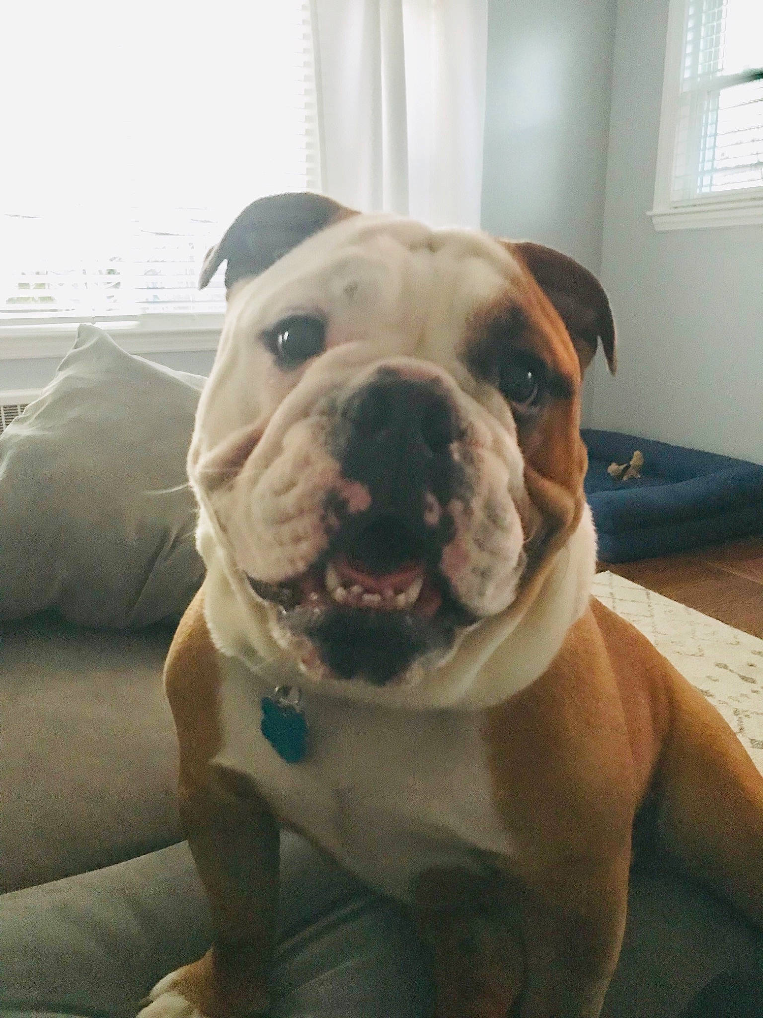 Howard joined the competition — help win amazing prizes! american_bulldog, american_pit_bull_terrier, australian_bulldog, bulldog, canidae, carnivore, companion_dog, dog, dog_breed, dorset_olde_tyme_bulldogge, fawn, mammal, non_sporting_group, nose, old_english_bulldog, olde_english_bulldogge, snout, toy_bulldog, valley_bulldog, vertebrate