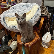 Anna Livings is registered to the contest to win money with this photo: cat, gray_cat, blue_eyes, wooden_box, blanket, plush_blanket, leopard_print, chair, cat_litter, shoes, boots, floor, indoor, furniture, pet, cozy, home, animal, sitting, clutter