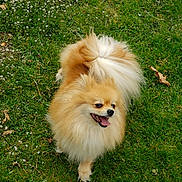 Lilly is registered to the contest to win money with this photo: animal, canine, cute, daylight, dog, flower, fluffy, fur, grass, greenery, happy, nature, outdoor, pet, playful, pomeranian, small_dog, summer, tongue_out, walking