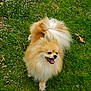 animal, canine, cute, daylight, dog, flower, fluffy, fur, grass, greenery, happy, nature, outdoor, pet, playful, pomeranian, small_dog, summer, tongue_out, walking
