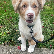Astro participe au concours pour gagner de l'argent avec cette photo : puppy, dog, leash, grass, park, concrete, autumn_leaves, outdoor, pet, cute, young_dog, animal, fur, ears, nose, sitting, collar, greenery, daylight, nature