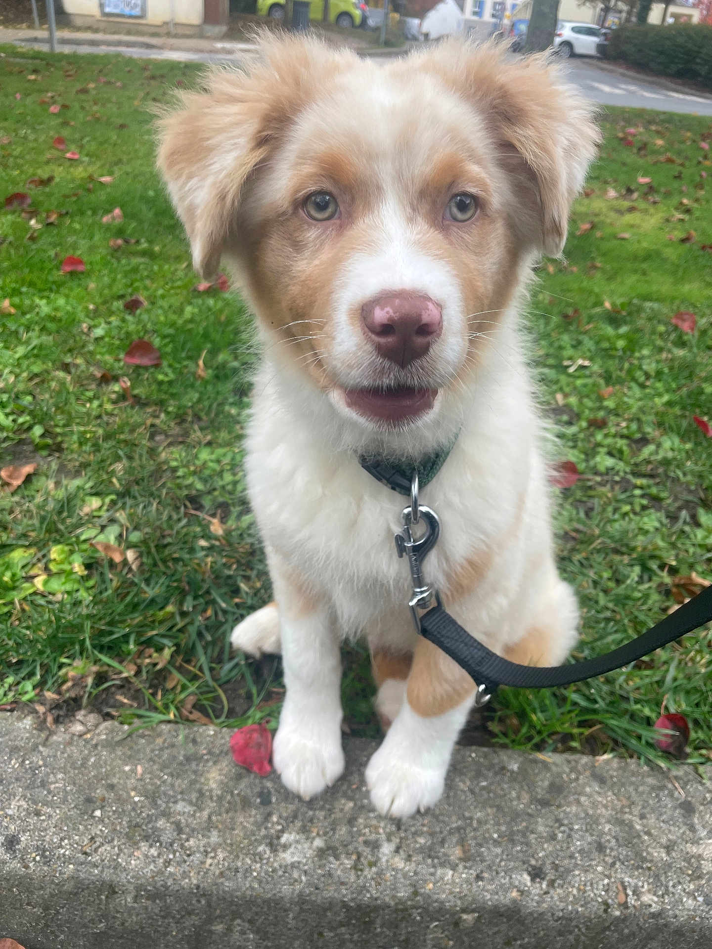 Astro participe au concours pour gagner de l'argent avec cette photo : puppy, dog, leash, grass, park, concrete, autumn_leaves, outdoor, pet, cute, young_dog, animal, fur, ears, nose, sitting, collar, greenery, daylight, nature
