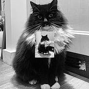 Bella is registered to the contest to win money with this photo: cat, black_and_white, fluffy, feline, indoor, pet, sitting, fur, whiskers, paws, floor, photo_overlay, portrait, animal, cute, domestic, looking, furry, household, mystical